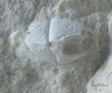 Goniodromites species