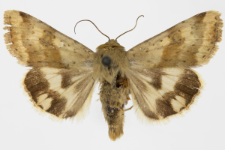 Heliothis adaucta
