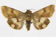 Heliothis adaucta