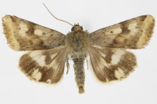 Heliothis adaucta