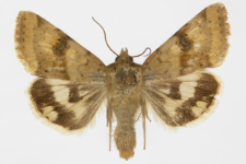 Heliothis adaucta