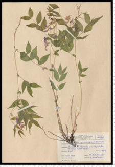 Lathyrus vernus (L.) Bernh.