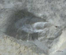 Goniodromites species