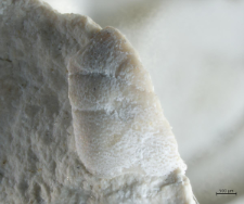 Goniodromites species