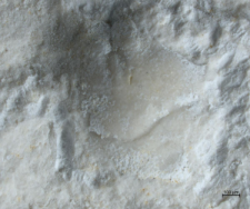 Goniodromites species