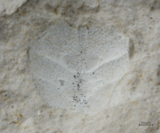 Goniodromites kubai