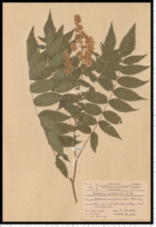 Sorbaria sorbifolia (L.) A. Braun