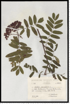 Sorbus aucuparia L. em. Hedl.