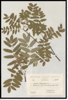 Sorbus aucuparia L. em. Hedl.