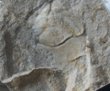 Tanidromites species
