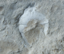 Goniodromites kubai