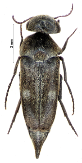 Tomoxia bucephala Costa, 1854