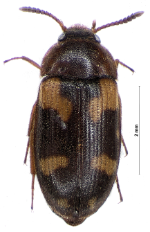 Mycetophagus piceus (Fabricius, 1777)