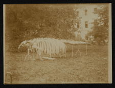 Szkielet krowy morskiej