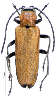 Anogcodes melanurus (Fabricius, 1787)