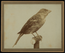 Passer domesticus var Scheffneri Dybowski