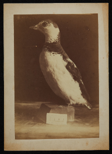 Alczyk - okaz zoologiczny