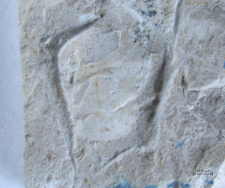 Tanidromites species