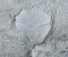 Goniodromites kubai