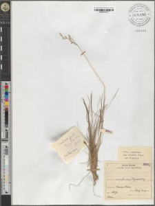 Festuca amet[h]ystina L. subsp. orientalis Krajina