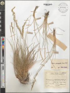 Festuca psammophila (Hack.) Fritsch