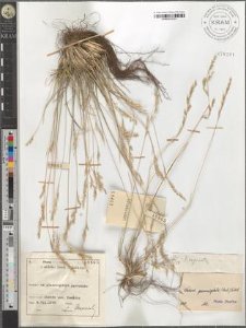 Festuca psammophila (Hack.) Fritsch