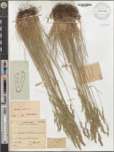 Festuca rubra L.