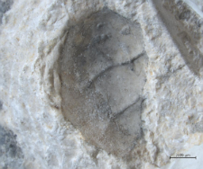 Tanidromites insignis