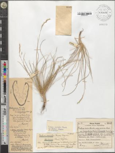 Festuca versicolor Tausch. subsp. dominii Krajina