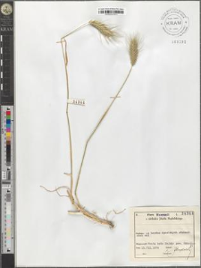 Haynaldia villosa (L.) Schur