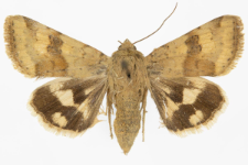 Heliothis viriplaca