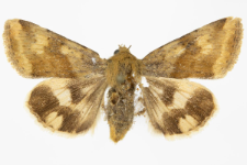 Heliothis viriplaca