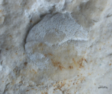 Goniodromites kubai
