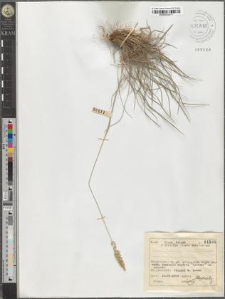Koeleria gracilis Pers.