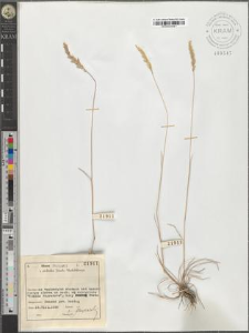 Koeleria gracilis Pers.