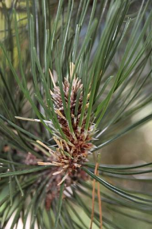 Pinus heldreichii Christ