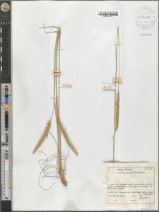 Koeleria pyramidata (Lam.) P. Beauv.