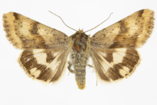 Heliothis viriplaca