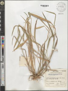 Leersia oryzoides (L.) Sw.