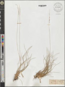 Nardus stricta L.