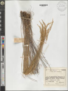 Poa sp.