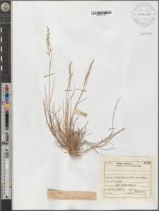 Poa sp.