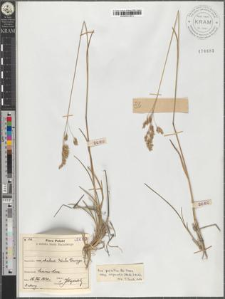Poa granitica Br.-Blanq. subsp. disparilis (Nyár.) Nyár.