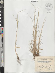 Puccinella festuciformis (Host) Parl. subsp. convoluta (Hornem.) W. E. Hughes