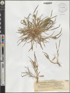 Sclerochloa dura (L.) P. B.