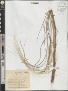 Stipa Joannis Čel.