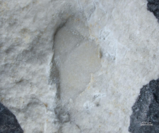 Tanidromites species