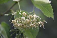 Tilia kiusiana Makino & Shiras.