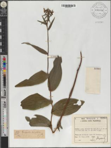 Epipactis latifolia
