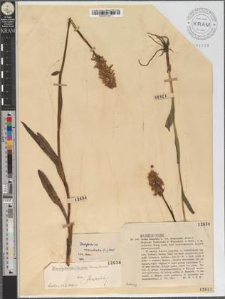 Dactylorhiza maculata (L.) Soó
